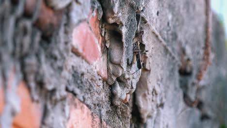 un tiro cercano de un saltamontes moviéndose en una pared