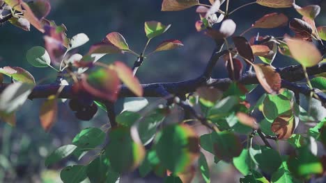 Toma-Panorámica-De-Izquierda-A-Derecha-De-La-Rama-De-Un-árbol-Con-Hojas-De-Varios-Colores-Que-Soplan-En-Una-Ligera-Brisa-De-Verano