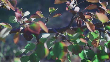 toma panorámica de izquierda a derecha de la rama de un árbol con hojas de varios colores que soplan en una ligera brisa de verano