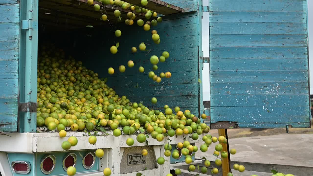 구연산의 비처럼 베일러에 과일을 던지는 오렌지로 가득 찬 트럭