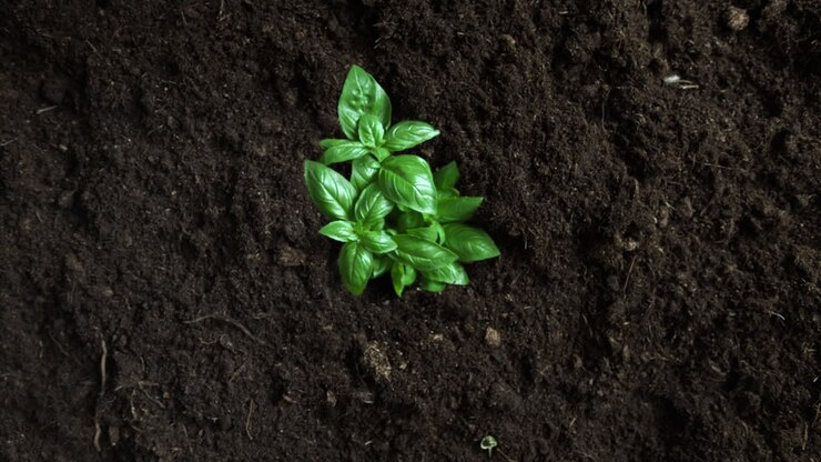 Basil Herb Growing From Fertile Ground In Slow Motion - Top View Of Green Lush Leaves