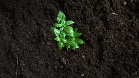 basil herb growing from fertile ground in slow motion - top view of green lush leaves