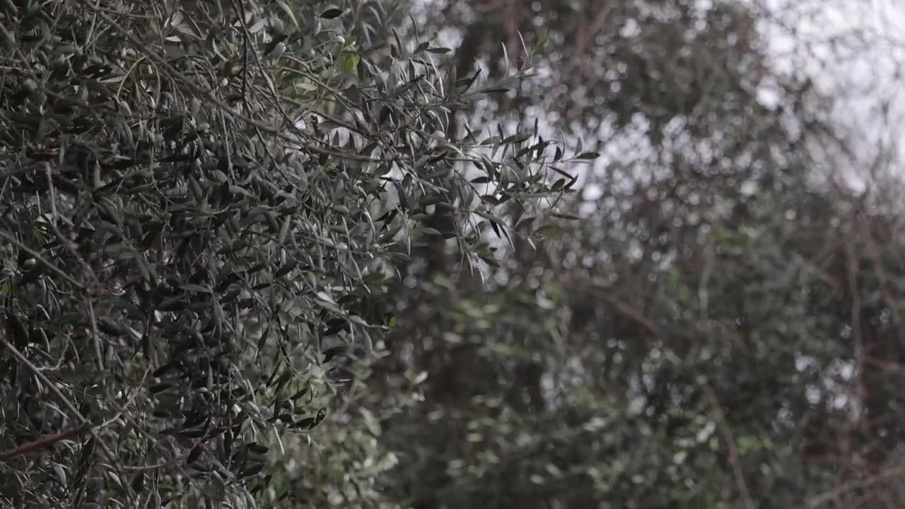 Ulivi che ondeggiano al vento al rallentatore