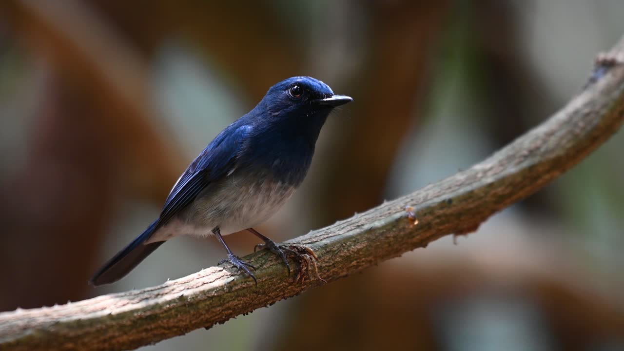 하이난 블루 딱새, cyornis hainanus