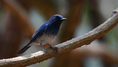 Papamoscas-Azul-De-Hainan,-Cyornis-Hainanus