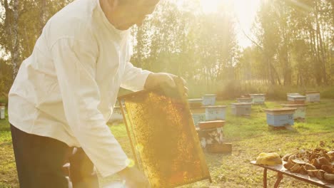 beekeeper harvesting honeycomb