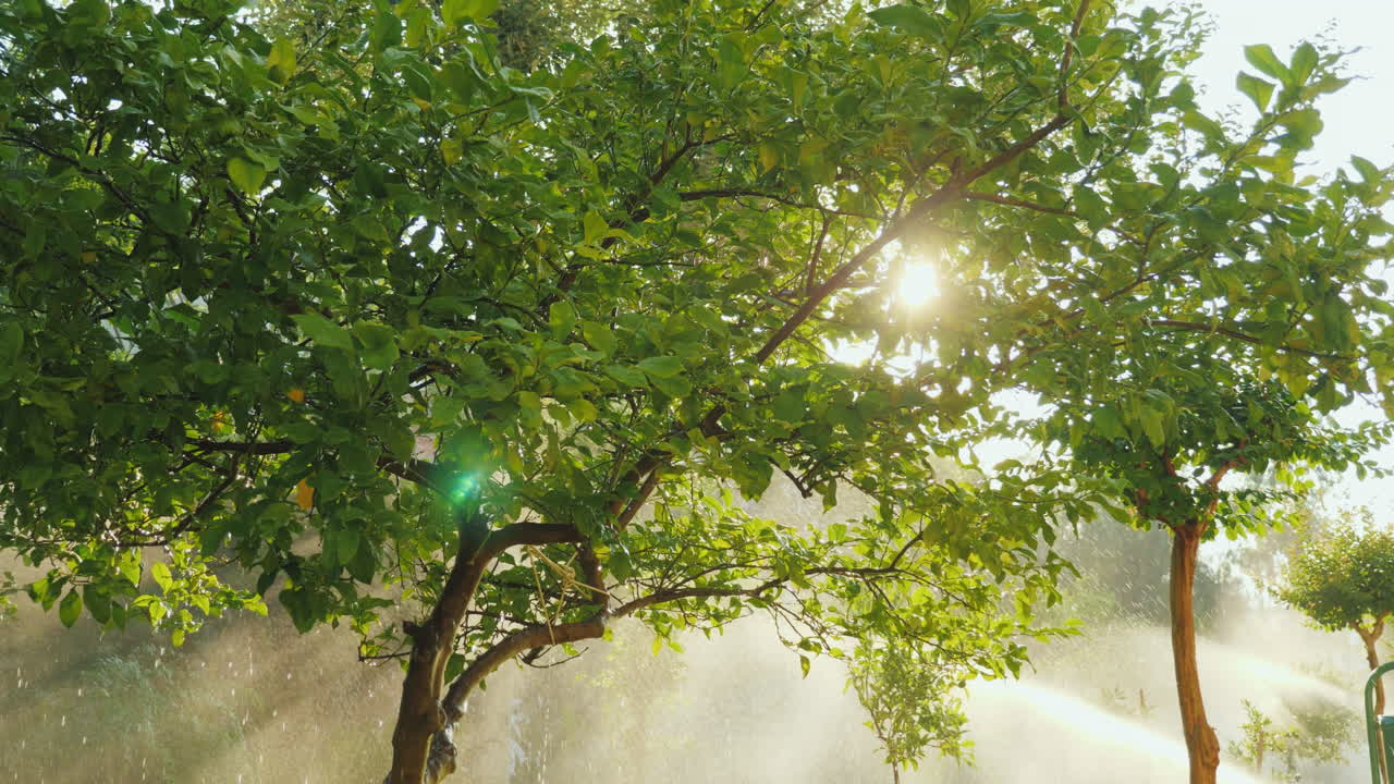 лучи солнца освещают небольшой сад с фруктовыми деревьями и цветами, где оросительная система