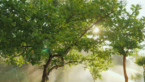 the rays of the sun illuminate a small garden with fruit trees and flowers where the irrigation syst