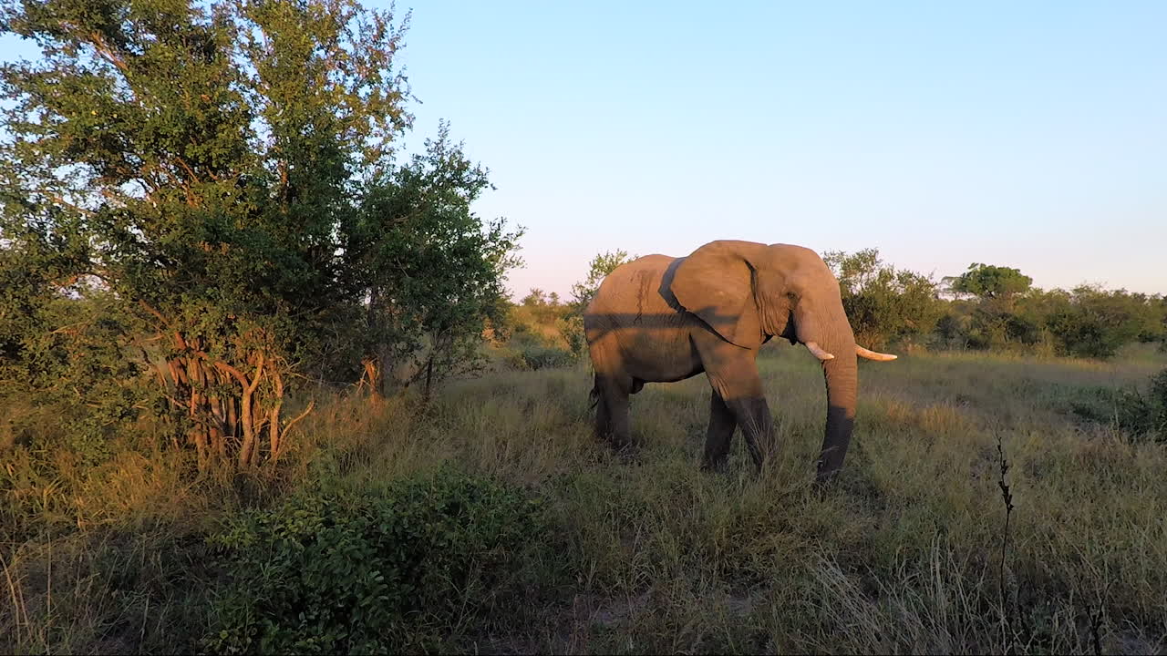 African Elephant in the Savanna at Sunset