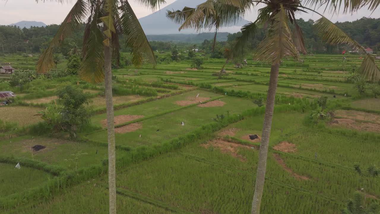 Rekaman drone terasering sawah di bawah puncak gunung berapi saat matahari terbit, Karangasem