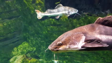 Redtail-catfish--swimming-very-close-to-the-camera