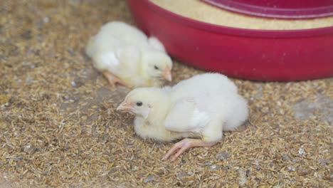 there are baby chickens in the poultry farm.