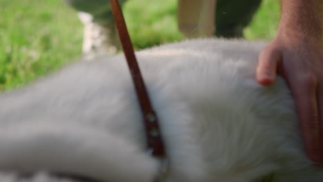 man hand touching fluffy dog back closeup. joyful pet rubbing green grass