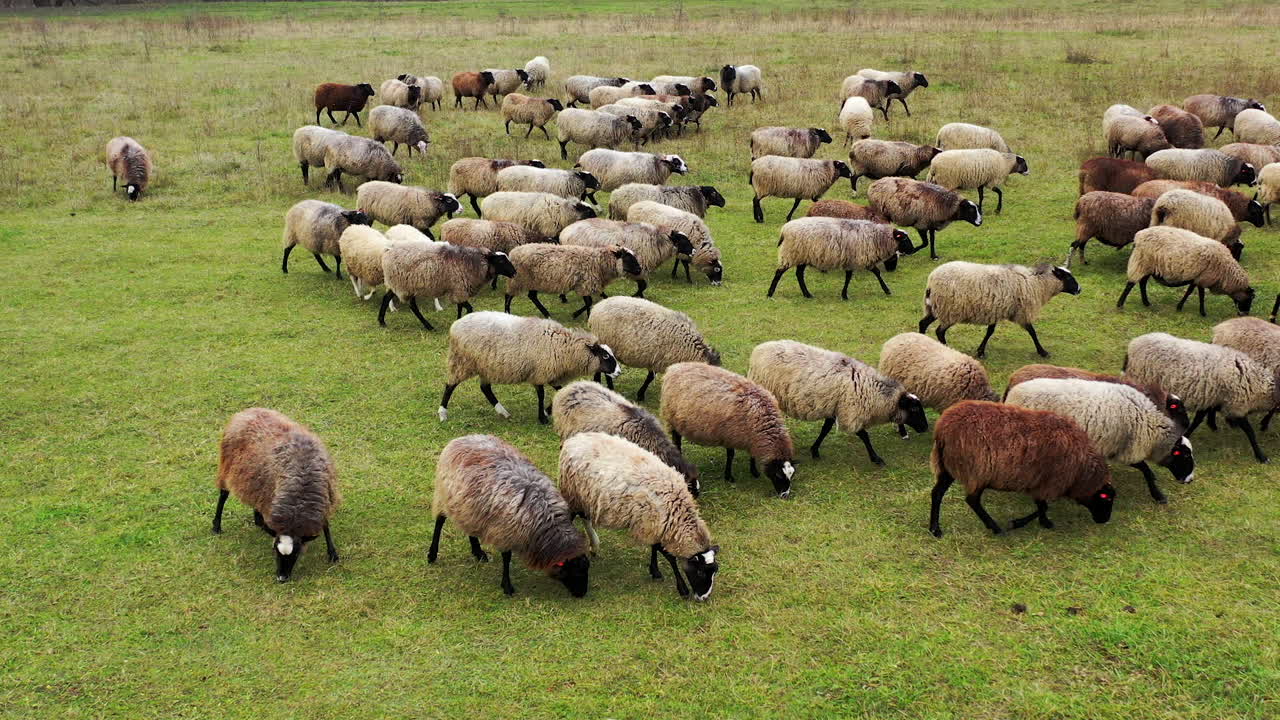 Fluffy domestic animals on pasture. Grazing brown sheep. Herd of beautiful funny sheep moving on a meadow. Livestock agriculture.