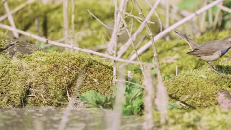 pájaro migratorio pechiazul visto bajo la vegetación herbosa en cámara lenta