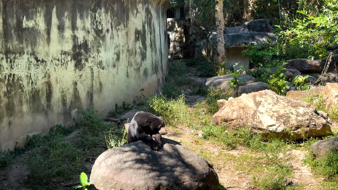자연 동물원 환경에서 검은 이 관찰되었습니다.