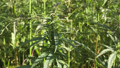 planta de cáñamo en primer plano sobre la plantación de cáñamo en la mañana ventosa, ángulo bajo estático