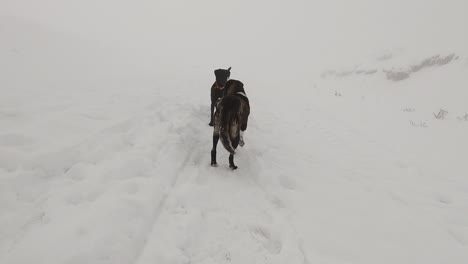Zwei-Hunde-Zahlen-Auf-Einem-Nebligen-Berg-Im-Schnee