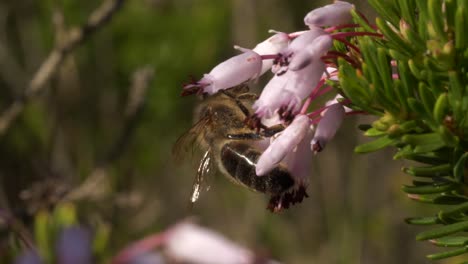 honeybee pollinating small purple flowers, macro closeup