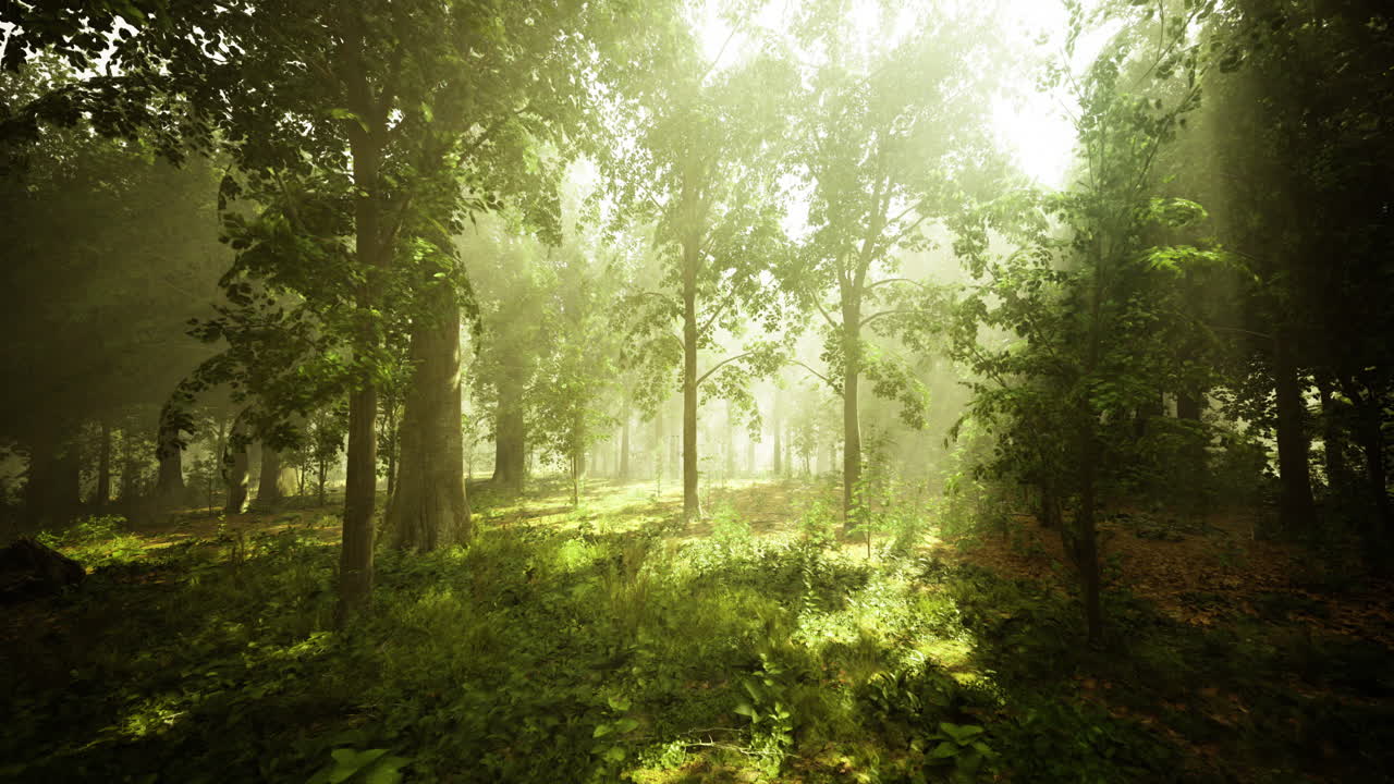 Sunlight filters through trees in a serene forest during the afternoon