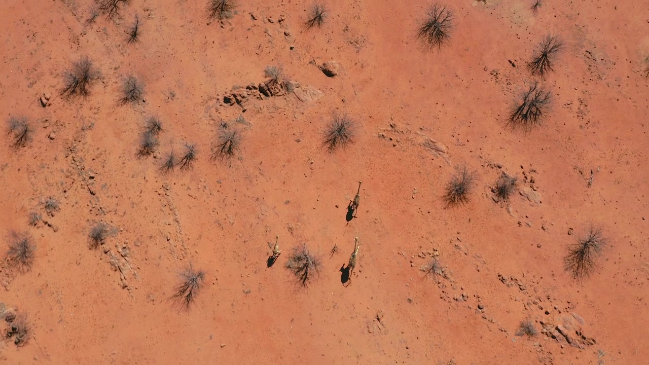Ripresa aerea con drone dall'alto di giraffe che corrono attraverso il Parco Nazionale Etosha, Namibia. Terreno rosso e secco, alberi sparsi e senza foglie, giornata limpida e soleggiata. Filmato aereo della fauna selvatica