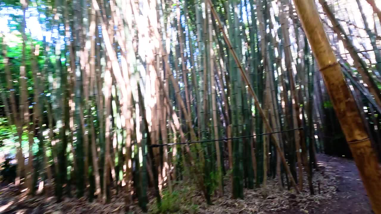 A tranquil journey through a lush bamboo forest, showcasing vibrant greenery and natural pathways under dappled sunlight