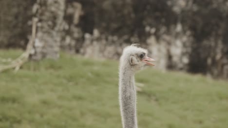 ostrich head walking and looking around