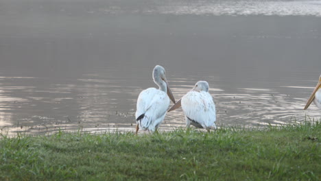 this is a video of several pelicans resting during winter migration