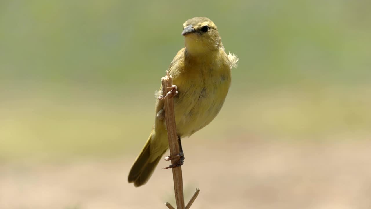 ave tejedora taveta hembra en la colina de observación en amboseli