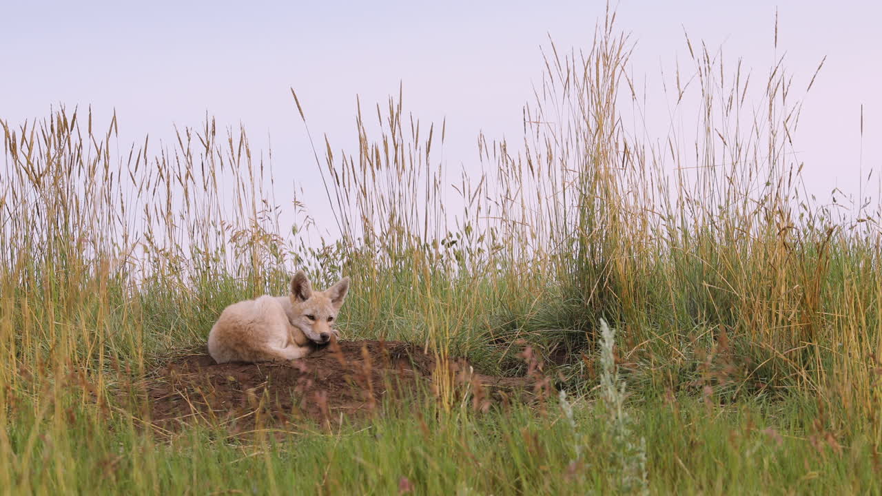dulce, lindo, pequeño, salvaje, coyote, cachorro, colocar, en, marrón, tierra, por, alto, natural, grassland, y, subterráneo, guarida, en, despejado, soleado, cielo azul, día, retrato estático