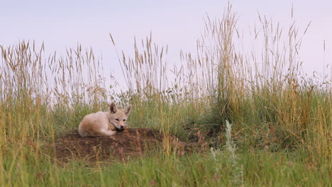 Sweet-cute-small-wild-coyote-puppy-laying-down-on-brown-dirt-by-tall-natural-grassland-and-underground-den-on-cloudless-sunny-blue-sky-day,-static-portrait