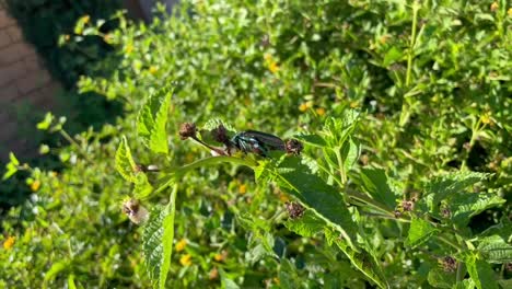 Escarabajo-Verde-Sentado-En-Una-Planta