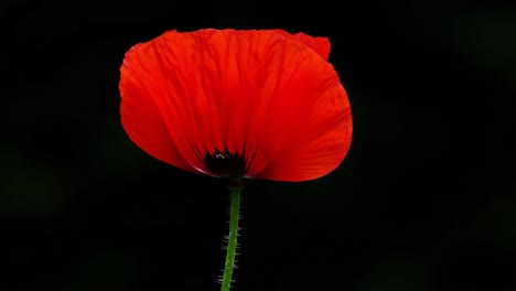 a vibrant red poppy flower displaying its exquisite petals amidst a dark background, capturing the essence of nature's beauty and elegance in every detail