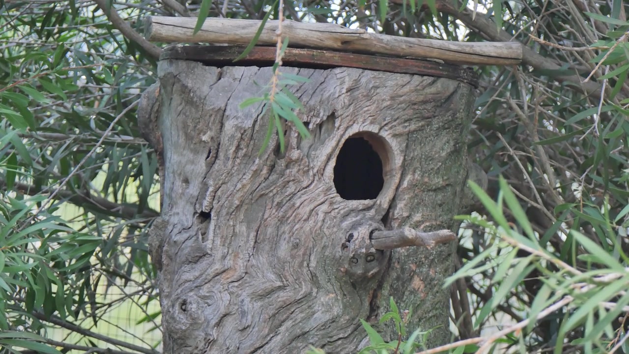 Animal hut in the forest