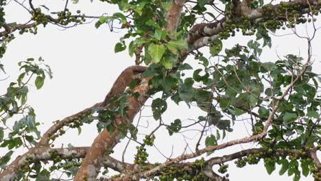 bajando del árbol y deteniéndose sentado en una rama para conseguir más frutas para comer, civeta de palma de tres rayas arctogalidia trivirgata, tailandia