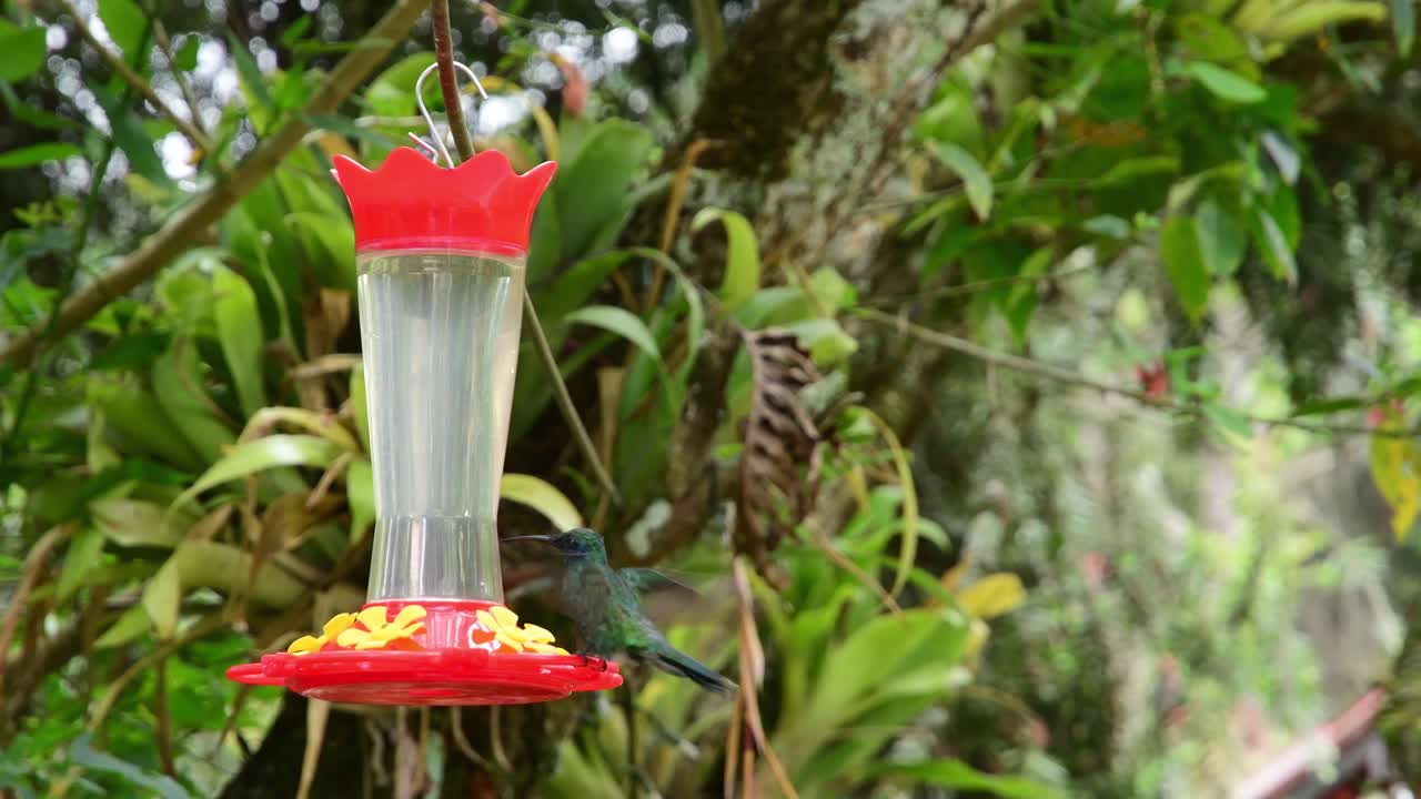 Piccolo colibrì in volo stazionario che si nutre da una mangiatoia rossa per nettare appesa in un rigoglioso giardino tropicale circondato da fogliame verde e vegetazione naturale