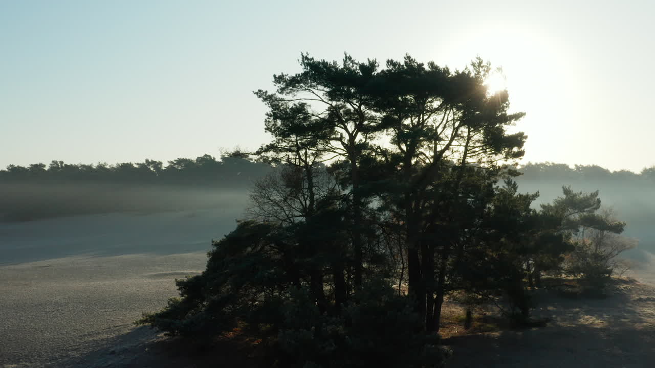 네덜란드 위트레흐트에 있는 소에스터 두이넨 자연 보호 구역의 모래 풍경에서 자라는 나무 - 패닝 미디엄 샷