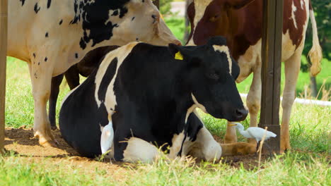 cows lie on grass under shed in farm, western cattle egret catch insects