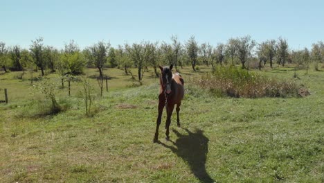 Aerial-parallax-shot-of-horse-in-grass-field-next-to-forest