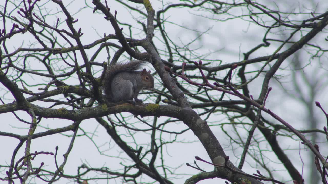ardilla gris sentada en la rama de un árbol limpiándose y luego saltando durante el día