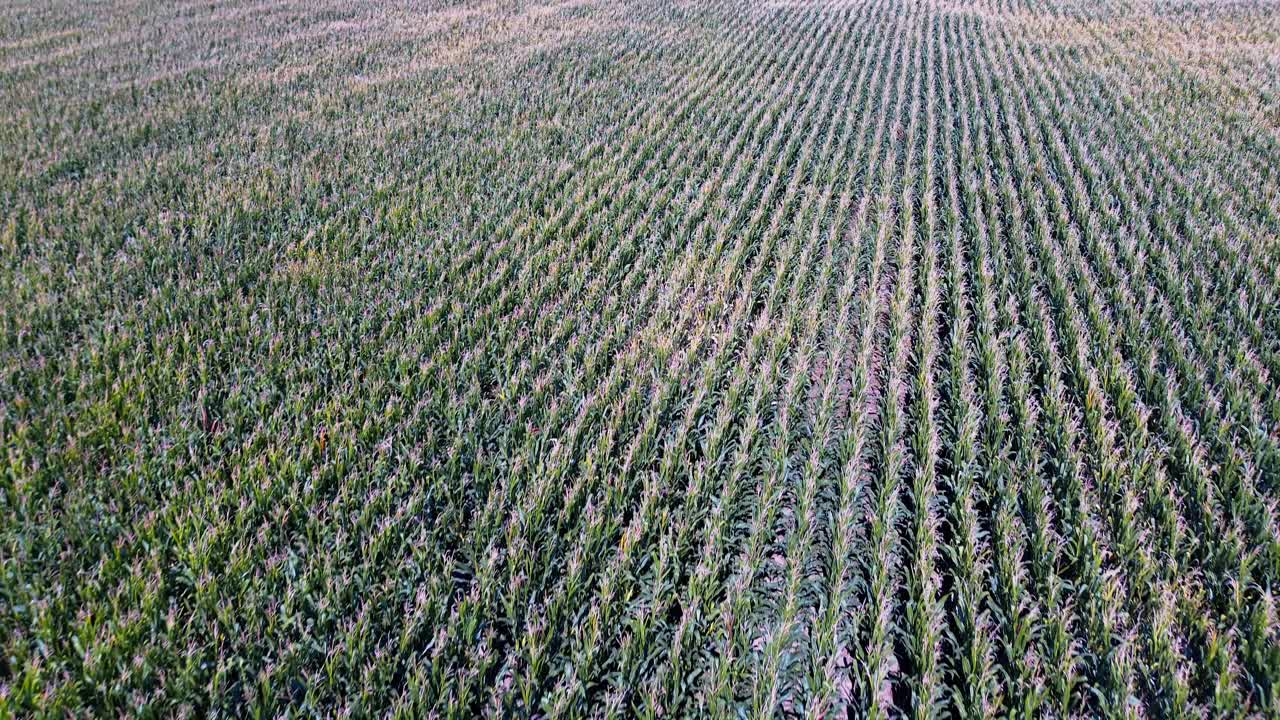 Drone View of Lush Green Cornfield with Neatly Aligned Crop Rows in Summer
