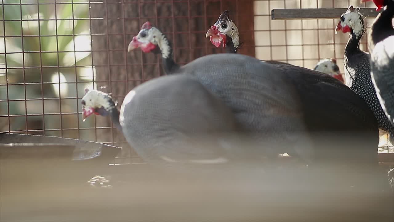 고대 마야 길 들여진 야생 칠면조