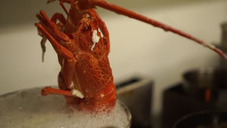 SLOWMO---Close-Up---Taking-cooked-New-Zealand-crayfish-out-of-a-pot-of-hot-boiling-water-and-putting-it-on-a-frying-pan