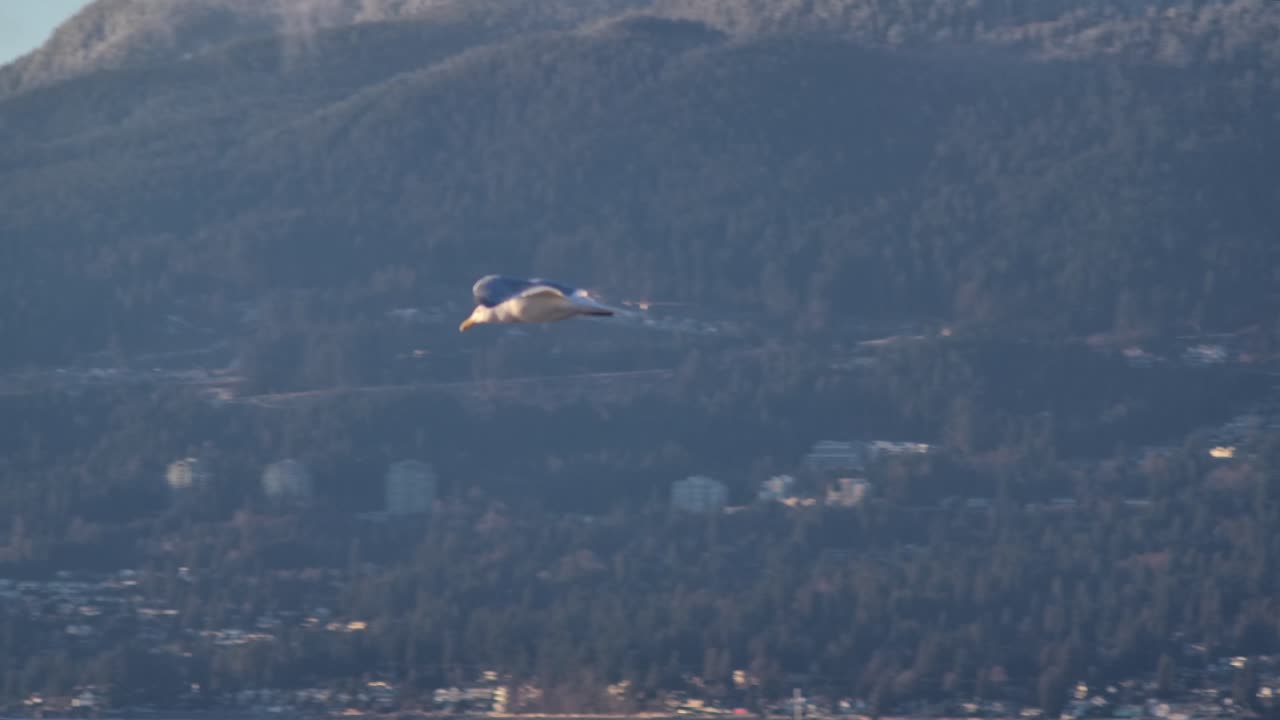 Måke som flyr i sakte film over vann i Vancouver, Canada