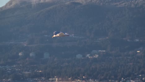 Möwe-Fliegt-In-Zeitlupe-über-Dem-Wasser-In-Vancouver,-Kanada