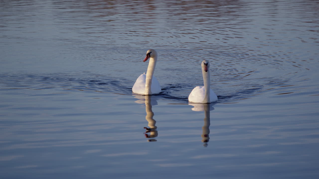 Preening and courtship behaviors of swans, filmed in super slow motion in spring.