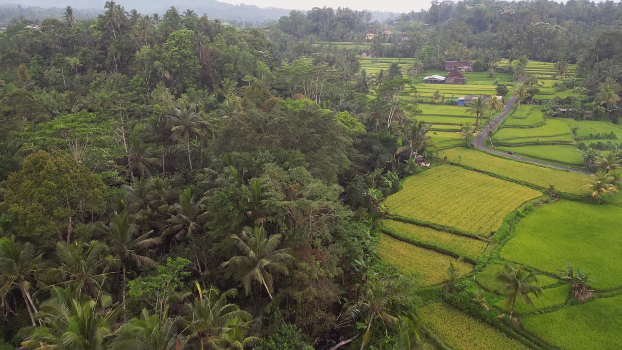 Cinematic drone view of tropical rice fields in Ubud Bali, with a small river running through dense jungle and palm trees, showing the natural beauty and calm rhythm of Balinese countryside life
