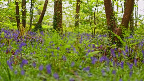 spring bluebell forest