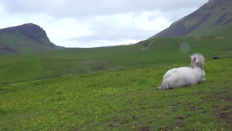 close up of a beautiful icelandic pony horse lying in a green field in iceland