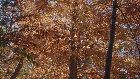 Bäume-Entlang-Des-Wissahickon-Creek-Im-Herbst